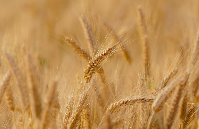 Wheat Field Spring Summer France  - Candiix / Pixabay